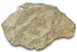 Dinosaur (Triceratops) Frill Shield Section - Montana #307057-1